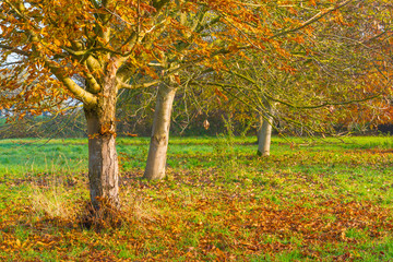 Trees in fall colors in a green grassy field in sunlight in autumn