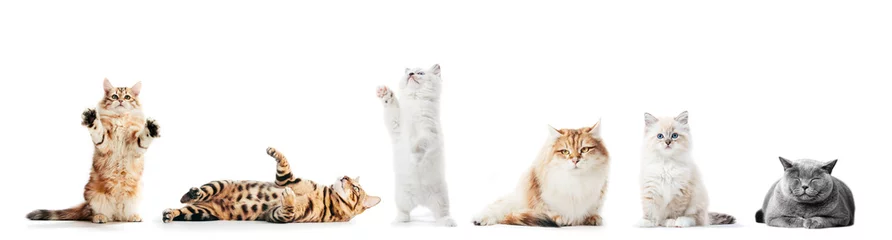 Foto op Plexiglas Verzameling van rasechte katten geïsoleerd op wit © Photocreo Bednarek