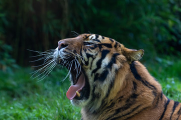 Asian Tiger yawning
