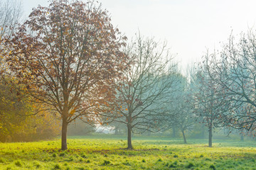 Trees in fall colors in a green grassy field in sunlight in autumn