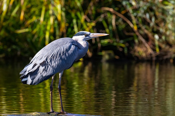 great blue heron in water