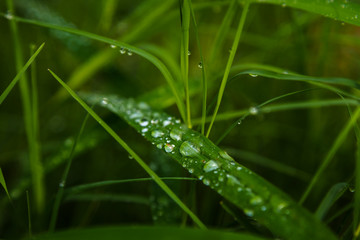 water dew in grass in green background