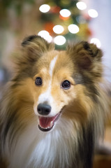 happy dog enjoying christmass 