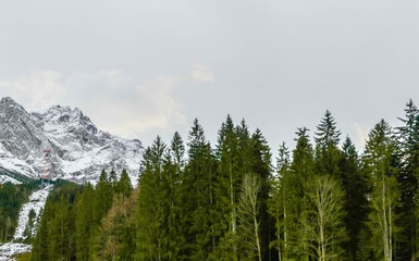 Panorama Nadelwald vor Zugspitze
