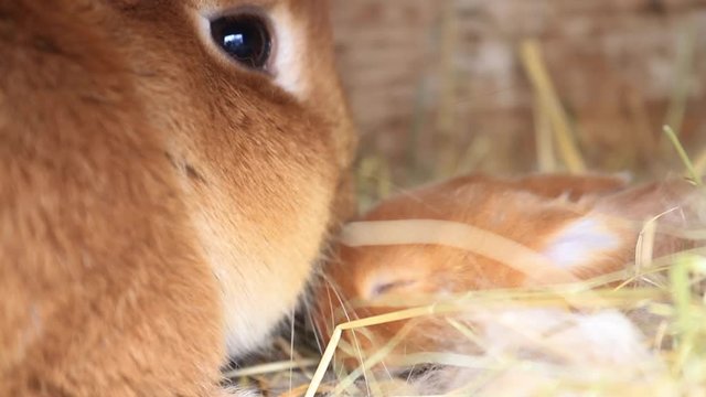 mother rabbit sniffs her red cub