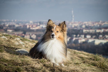 Fototapety na wymiar - Fototapeta24.pl