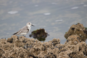 seagull on the beach