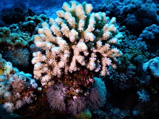 koral morze czerwone biały nurkowanie 
