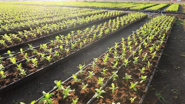 4k of young seedling of organic vegetable plantation in a row during the morning light for agriculture and farming design usage