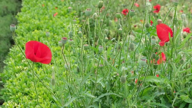 Slow motion pan of red poppy flowers in the garden