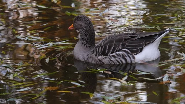 Close up of a grey goose floating on a lake in autumn.