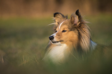Portrait of sheltie dog