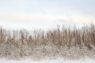 Trees and bushes in the forest stand in a row and covered with snow in winter against the blue sky