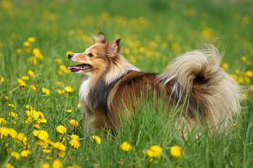 Dog in spring dandelions