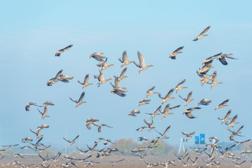 Birds flying along a highway and over an agricultural area in sunlight at fall