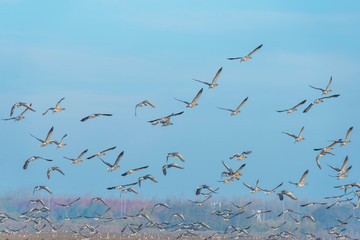 Birds flying along a highway and over an agricultural area in sunlight at fall