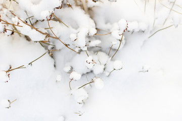 winter nature: snow-covered dried clover flower, top view