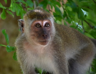 Naklejka na ściany i meble Cute young macaque monkey in a tree in the jungle