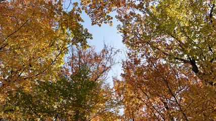 Une foret en automne