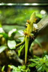 Common gecko. Green lizard on a glass on the background of a greenery. Gekkonida. 