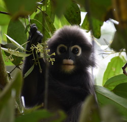 Young langur monkey staring at the camera in the jungle