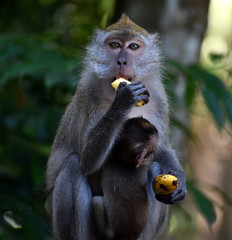 Mother macaque monkey holding her baby and eating a banana in the jungle