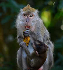 Mother macaque monkey eating a banana with its baby in the jungle