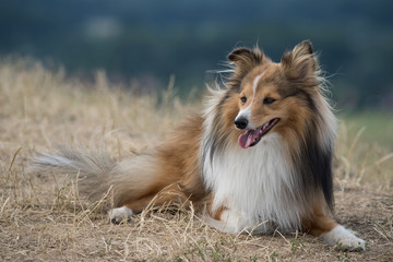 Portrait of sheltie dog