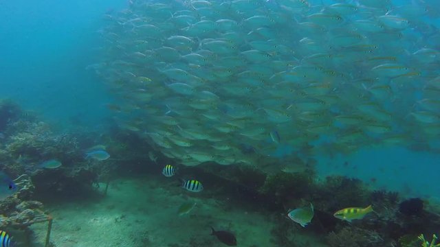 banco de peces tropicales y corales 