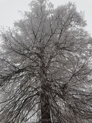 Obraz premium tree in winter