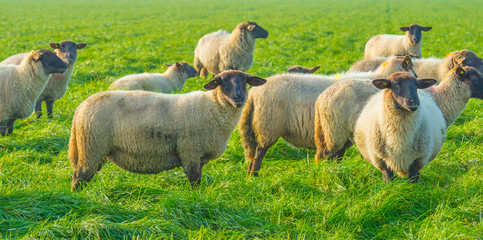 Herd of sheep in a green grassy meadow below a clear sky in sunlight at fall