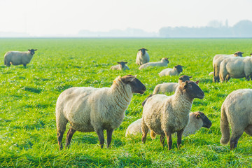 Fototapeta premium Herd of sheep in a green grassy meadow below a clear sky in sunlight at fall