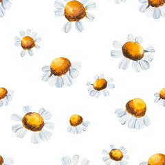 Watercolor seamless pattern with chamomile, camomile, daisy on an isolated white background, botanical drawing. Stock illustration. Fabric wallpaper print texture.