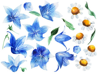 Watercolor set chamomile, daisy, bellflower, bluebell on an isolated white background, botanical drawing. Stock illustration. 