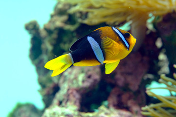 イソギンチャクの間を泳ぐクマノミ