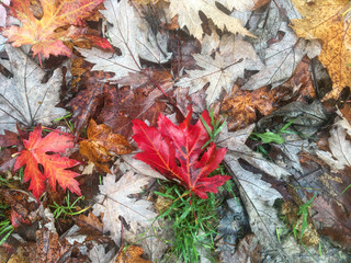 Une foret en automne