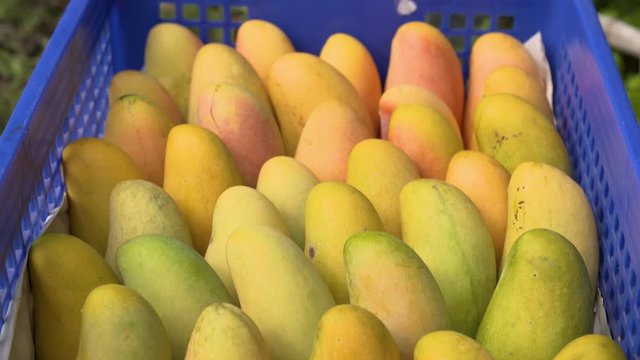Box full of ready to eat ripe Mahachanok mango