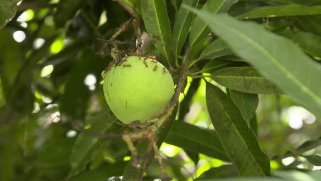 Organic green mango hanging on tree covered by big red ants