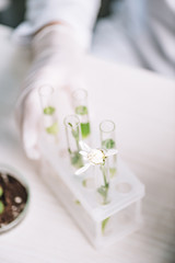 Obraz na płótnie Canvas cropped view of biochemist in latex glove near flower and plants in test tubes
