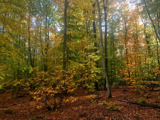 Obraz premium Une foret en automne