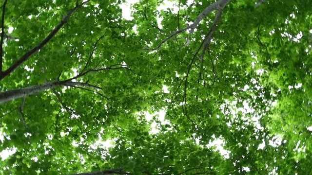 360 camera roll looking up at tall trees canopy in slow motion