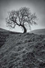 Lone tree near Glendevon in Scotland