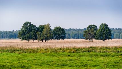 Fototapeta na wymiar Narwiański Park Narodowy - Narwiańskie Bagna - Natura 2000, Narew, Podlasie, Polska