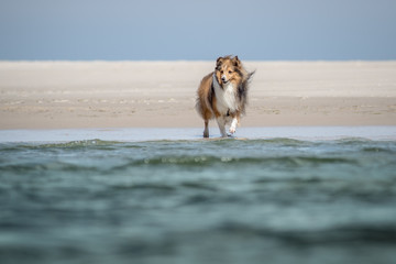 dog playing on the beach
