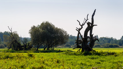 Narwiański Park Narodowy - Narwiańskie Bagna - Natura 2000, Narew, Podlasie, Polska © podlaski49