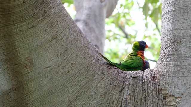 Rainbow lorikeets feeding in slow motion
