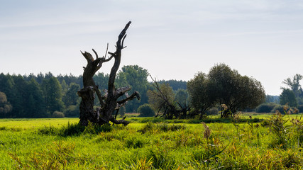 Narwiański Park Narodowy - Narwiańskie Bagna - Natura 2000, Narew, Podlasie, Polska © podlaski49