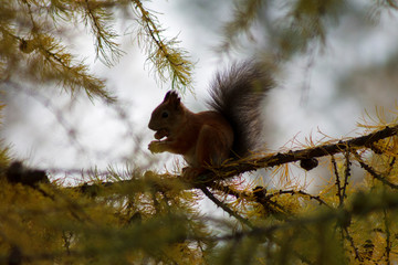 squirrel nibbles a cone on a larch branch