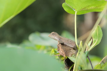 garden lizard sitting on the top of the  tree.