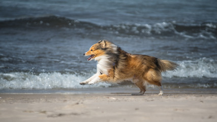 dog playing on the beach